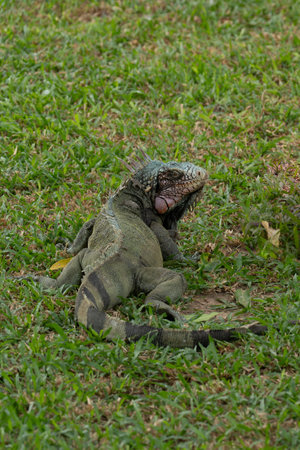 Green iguana (Iguana iguana) Iguanidae family.の写真素材