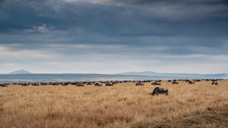 Wildebeest migration, Serengeti National Park, Tanzania, Africaの写真素材