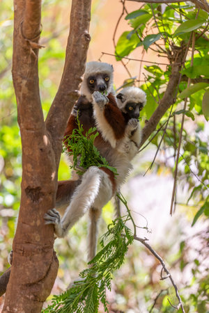 Africa, Madagascar, Anosy, Berenty Reserve. Ring-tailed lemur, Lemur catta. Portrait
