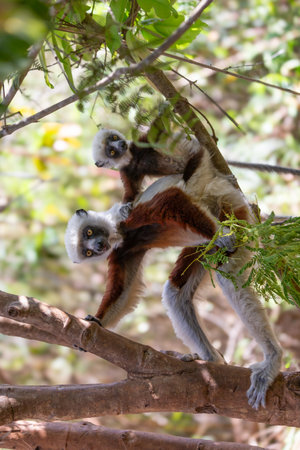 Africa, Madagascar, Anosy, Berenty Reserve. Ring-tailed lemur, Lemur catta. Portrait of a lemur and...