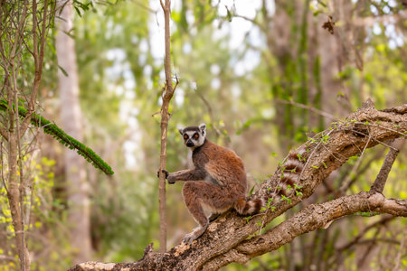 Africa, Madagascar, Anosy, Berenty Reserve. Ring-tailed lemur, Lemur catta. Portrait