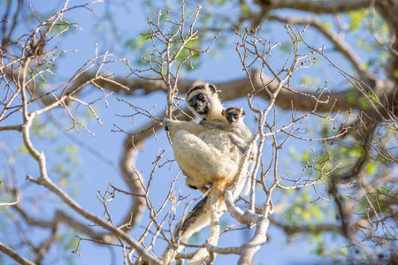 One little lemur on the branch of a tree in the rainforest Madagascar.