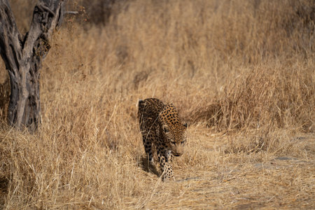 leopard in a tree waiting for prey Africa Kenyaの写真素材