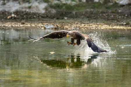 White Tailed Eagle (Haliaeetus albicilla) in flight. Also known as the ern, erne, gray eagle,...