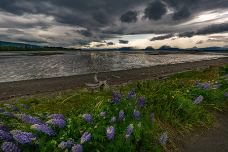 Alaska mountains, glacier, forest, view of Homer spitの写真素材