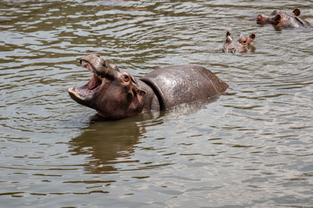 a herd of hippos floating in the river at sunset