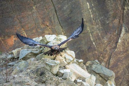 The Rock Eagle (Aquila chrysaetos) is one of the largest terrestrial eagles in the Northern...