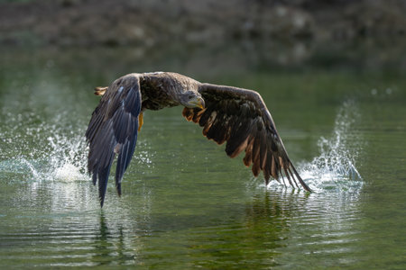 White Tailed Eagle (Haliaeetus albicilla) in flight. Also known as the ern, erne, gray eagle,...