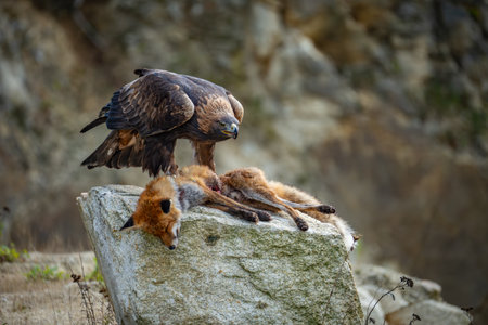 Golden eagle, aquila chrysaetos, standing on a dead fox and feeding in autumn nature. Wild bird of...