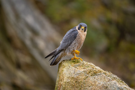 The Migratory Falcon (Falco peregrinus) is a cosmopolitan (worldwide) widespread falcon bird.