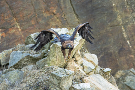 The Rock Eagle (Aquila chrysaetos) is one of the largest terrestrial eagles in the Northern...