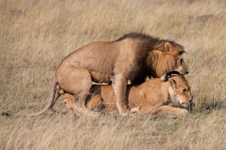 Big lion lying on savannah grass. Landscape with characteristic trees on the plain and hills in the backgroundの写真素材