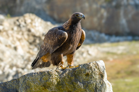 White Tailed Eagle (Haliaeetus albicilla) in flight. Also known as the ern, erne, gray eagle,...
