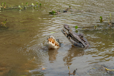 Black caiman Melanosuchus niger south america