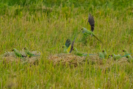 Flying the rose-ringed parakeet (Psittacula krameri), also known as the ring-necked parakeet, is a...