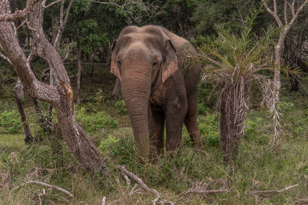 Asian elephant. Elephas maximus A tusked male Asian elephant in Bandipur National Park, Karnataka,...