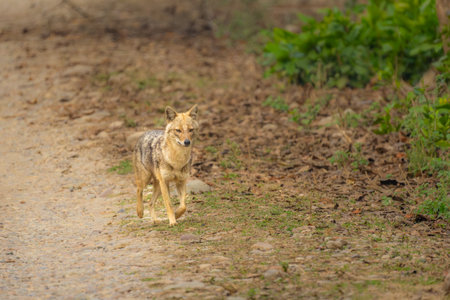Sri Lankan jackal walks in the gravel road in Yala national park, Solitary golden jackal front view...