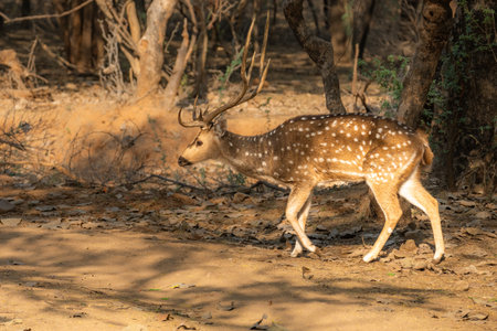 Axis indian (Axis axis) is a smaller, strikingly colored species of southern Asian deer. It is...
