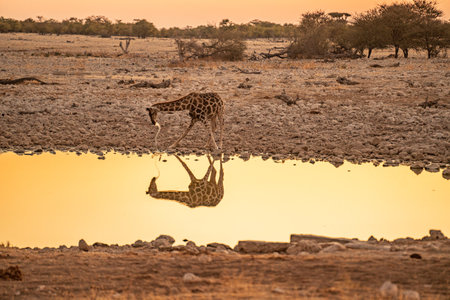 a herd of giraffes at a watering holeの写真素材