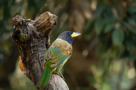The great barbet (Psilopogon virens) is an Asian barbet native to the Indian sub-continent and...