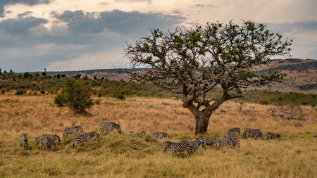 a herd of zebra grazing on the plains of masai mary kenya.の写真素材