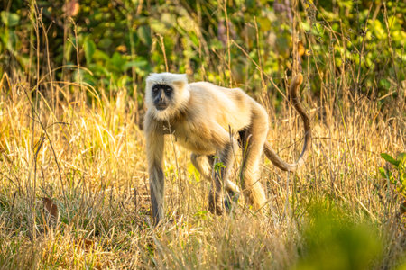 Hanuman Langurs (Semnopithecus entellus) Mandore Garden, Jodhpur, India.