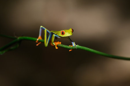 Red-eyed Tree Frog, Agalychnis callidryas, sitting on the green leave in tropical forest in Costa...