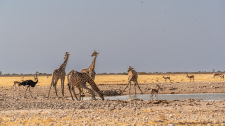 a herd of giraffes at a watering hole in Namibiaの写真素材