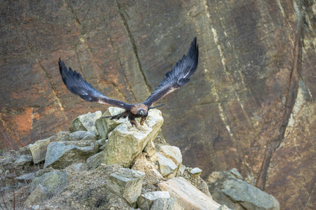 The Rock Eagle (Aquila chrysaetos) is one of the largest terrestrial eagles in the Northern...