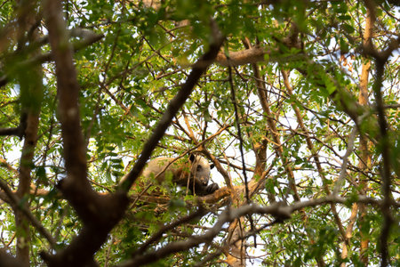Collared Anteater, Lesser Anteater (Tamandua tetradactyla) in the subtropical rainforest of...
