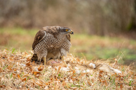 The hawk (Accipiter gentilis) is a medium-sized predator species in the family Accipitridae.