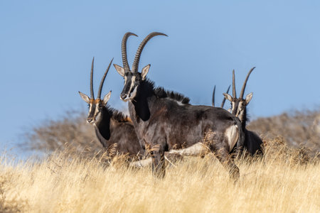 A rare roan antelope (Hippotragus equinus) in open grassland, Mokala National Park, South Africaの写真素材