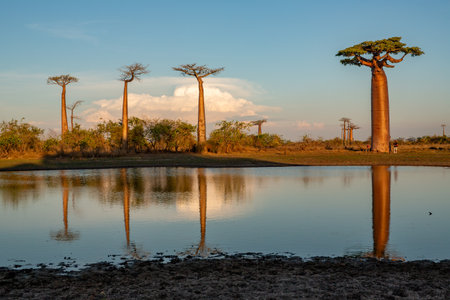 Beautiful Baobab trees at sunset at the avenue of the baobabs in Madagascarの写真素材