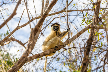 One little lemur on the branch of a tree in the rainforest of Madagascar.の写真素材