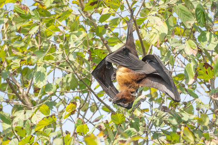 indian flying fox or greater indian fruit bat or Pteropus giganteus face closeup or portrait hanging...
