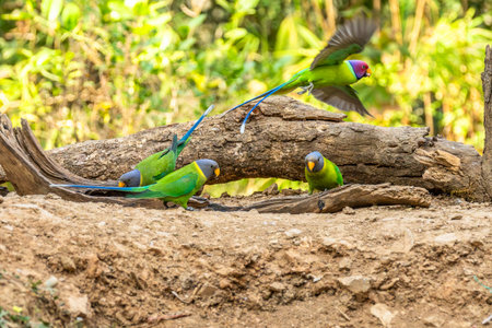 Plum-headed parakeet (Psittacula cyanocephala) Perched on tree