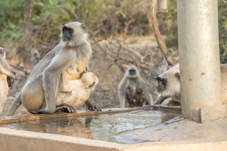 Hanuman Langurs (Semnopithecus entellus) Mandore Garden, Jodhpur, India.