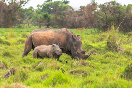 White rhinoceros (Ceratotherium simum) with calf in natural habitat, South Africaの写真素材