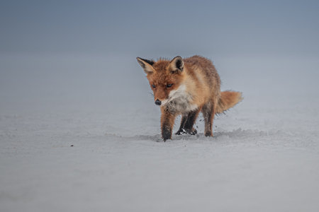 Red fox (Vulpes vulpes) with a bushy tail hunting in the snow in winter in Algonquin Park in Canada