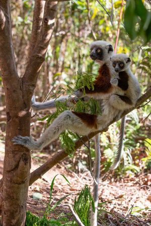 Africa, Madagascar, Anosy, Berenty Reserve. Ring-tailed lemur, Lemur catta.の写真素材