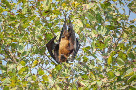 indian flying fox or greater indian fruit bat or Pteropus giganteus face closeup or portrait hanging...