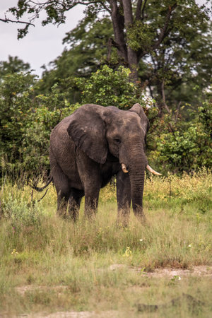 Bull elephant, loxodonta africana, in the grasslands of Amboseli National Park, Kenya. Front view