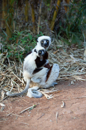 Madagascar, Anosy, Berenty Reserve. Ring-tailed lemur, Lemur catta. Portrait of a woman and baby.