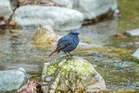 bird perched, bird on a rock
