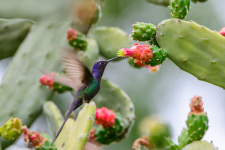 Green Violet-ear hummingbird (Colibri thalassinus) in flight