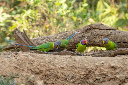 Perched on tree at Rajaji national park, Uttarakhand