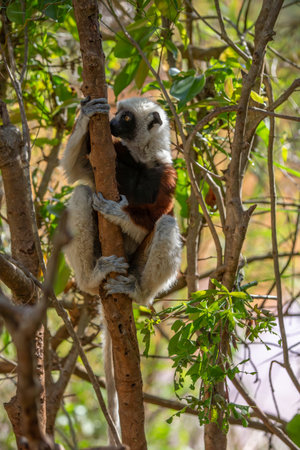 Africa, Madagascar, Anosy, Berenty Reserve. Ring-tailed lemur, Lemur catta. Portrait