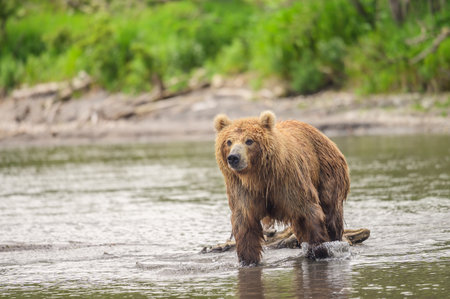 Ruling the landscape, brown bears of Kamchatka (Ursus arctos beringianus)
