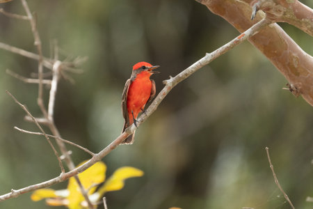 Vermilion Flycatcher (Pyrocephalus rubinus) perched on a tree branch