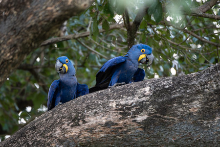 A beautiful hyacinth macaw sitting on a branch in the Pantanal in Brazil. The hyacinth macaw, or...